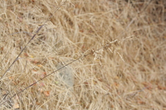 Melica imperfecta