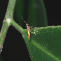 Caloptilia celtidis