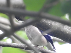 Pyrrhula nipalensis
