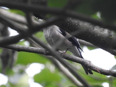 Pyrrhula nipalensis