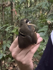 Myrmoborus myotherinus