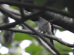 Pyrrhula nipalensis