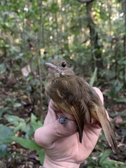 Thamnomanes ardesiacus