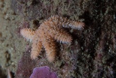 Allostichaster capensis