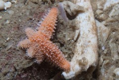 Allostichaster capensis