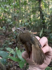 Thamnomanes ardesiacus