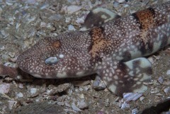 Puffadder Shyshark photo 1