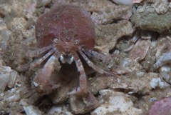 Anapagurus hendersoni