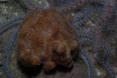 Pseudodromia rotunda