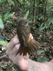 Thamnomanes ardesiacus