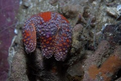 Callopatiria formosa