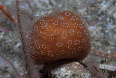 Pseudodromia rotunda