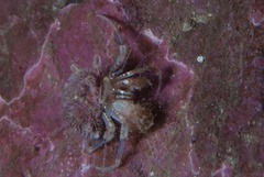 Anapagurus hendersoni