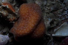 Pseudodromia rotunda