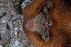 Pseudodromia rotunda