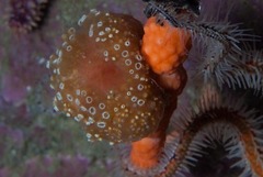 Pseudodromia rotunda