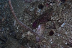 Syngnathus temminckii