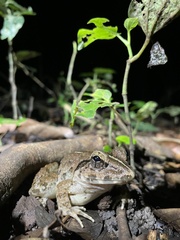 Limnonectes blythii