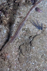 Syngnathus temminckii