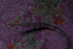 Syngnathus temminckii