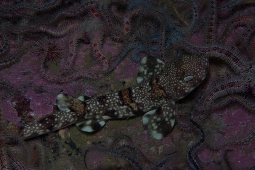 Puffadder Shyshark, photo 5 of 10