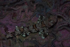 Puffadder Shyshark photo 5