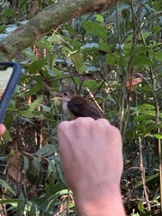 Microcerculus marginatus