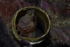 Chalaroderma ocellata
