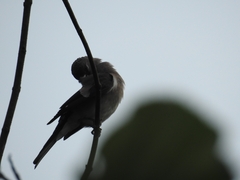 Pyrrhula nipalensis