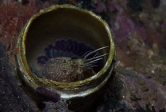 Chalaroderma ocellata