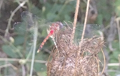 Sympetrum ambiguum