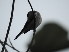 Pyrrhula nipalensis