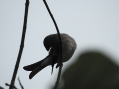 Pyrrhula nipalensis