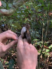 Microcerculus marginatus