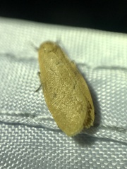 Paralithosia shaowuica