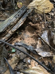 Tapirus terrestris