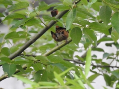 Ficedula mugimaki