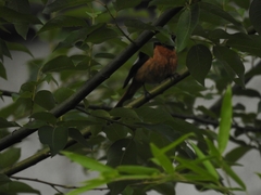 Ficedula mugimaki