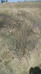 Eriogonum nudum