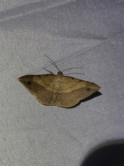 Pseudonadagara semicolor