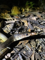 Xenelaphis hexagonotus