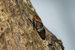 Drabescus