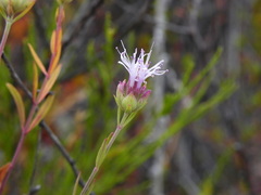 Monardella viminea