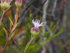 Monardella viminea