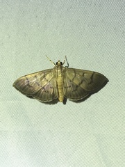 Omiodes pernitescens
