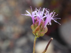 Monardella viminea