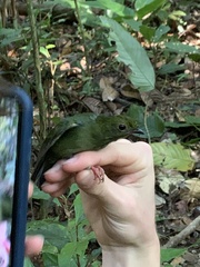 Chiroxiphia pareola