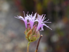 Monardella viminea