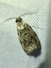 Phaecasiophora leechi