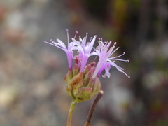 Monardella viminea
